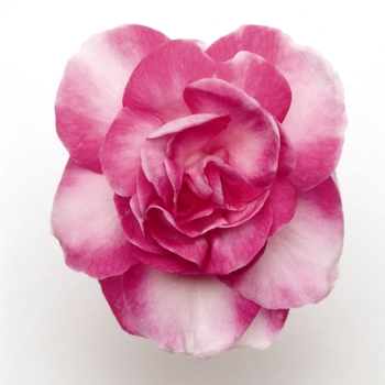 Impatiens, Double