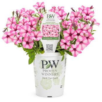 Supertunia® Mini Vista™ Pink Star