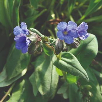 Lungwort