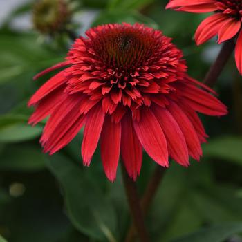 Coneflower  Coneflower
