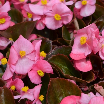 Begonia Begonia