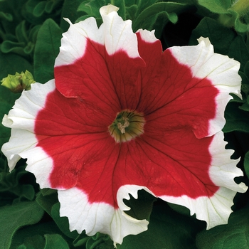 Petunia Petunia