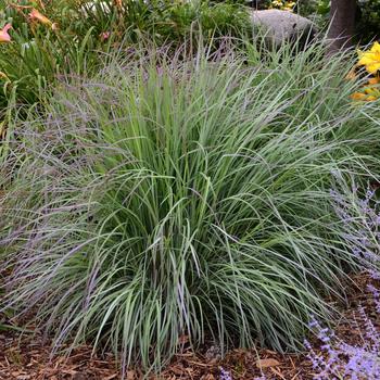 Little Bluestem Little Bluestem