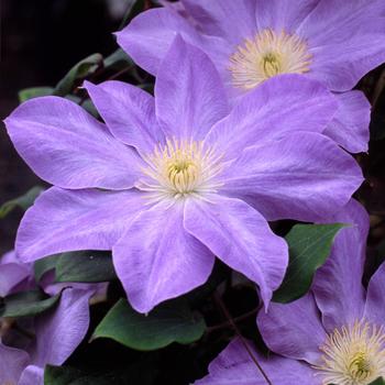 Clematis Clematis