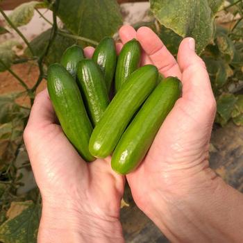  Cucumber