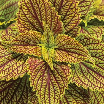 ColorBlaze® Golden Dreams™ ColorBlaze® Golden Dreams™