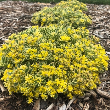 Rock 'N Grow® 'Boogie Woogie' Rock 'N Grow® 'Boogie Woogie'