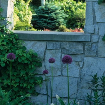 Dwarf Globe Blue Spruce Dwarf Globe Blue Spruce