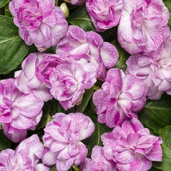 Rockapulco® 'Wisteria' Rockapulco® 'Wisteria'