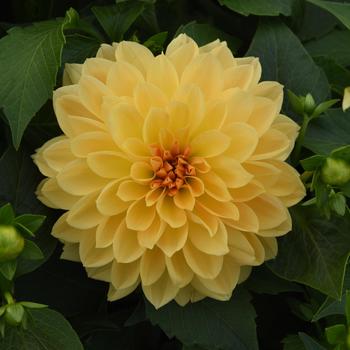 Dahlia Dahlia