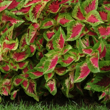 Coleus Coleus