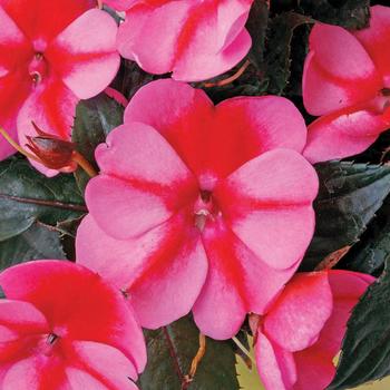 SunPatiens&reg; Compact Red Candy&reg;