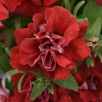 Vogue&trade; Red