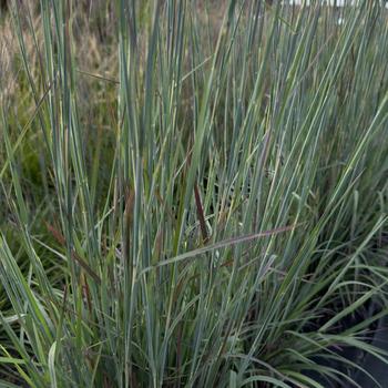 Little Bluestem Little Bluestem
