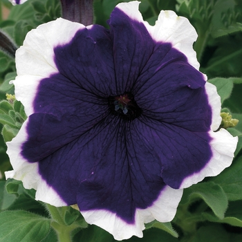 Petunia Petunia