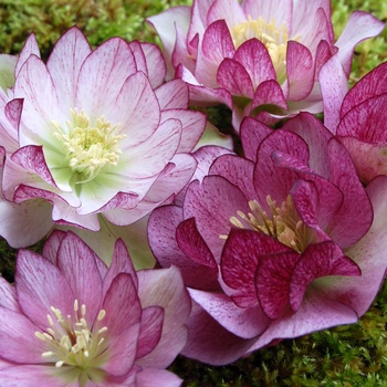 Lenten Rose Lenten Rose