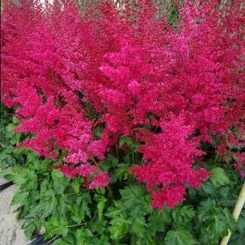 False Spirea