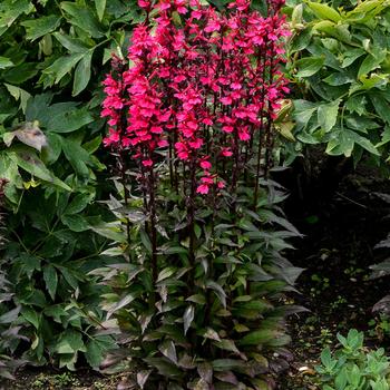 Cardinal Flower