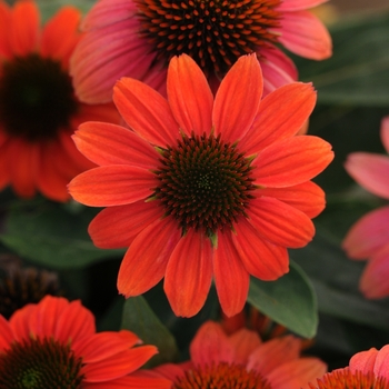 Coneflower Coneflower