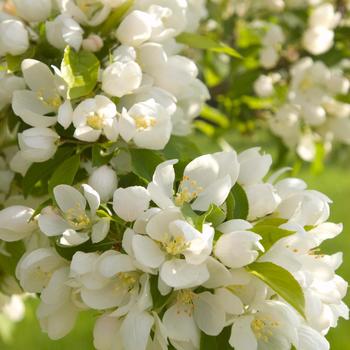Spring Snow Crabapple Spring Snow Crabapple