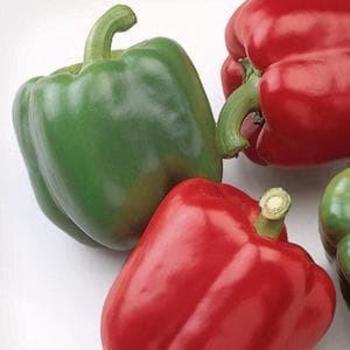 Pepper, Sweet Bell Pepper, Sweet Bell