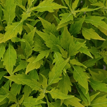 Coleus Coleus