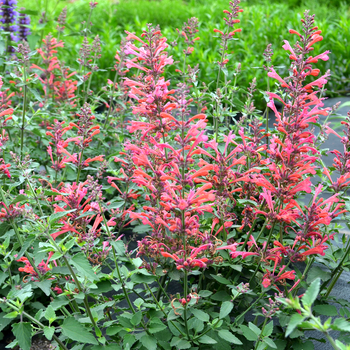 Anise Hyssop