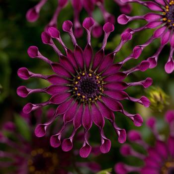 Osteospermum