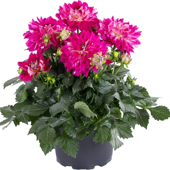 Dalina® 'Grande Cadena'