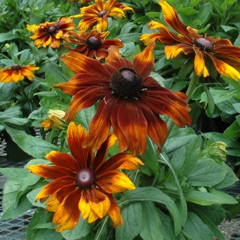 Rudbeckia Rudbeckia