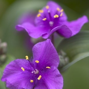 Spiderwort