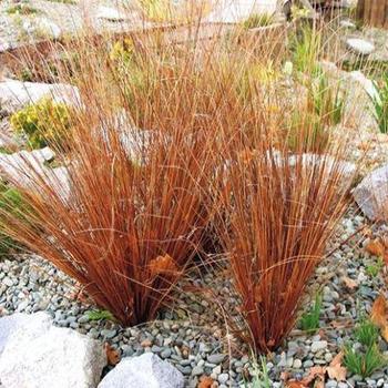 Carex Firefox