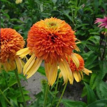 Coneflower