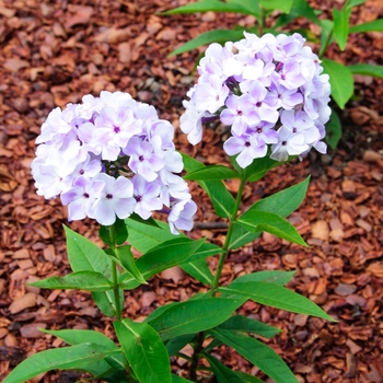 Garden Phlox