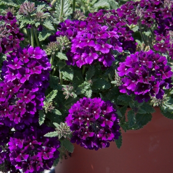 Verbena