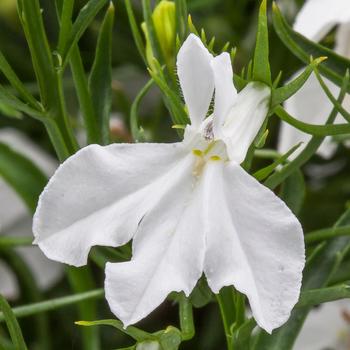 Techno® White