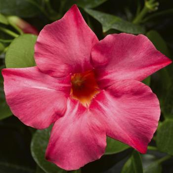 Madinia&reg; Coral Pink