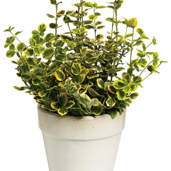 ''Gold Splash®'' Wintercreeper