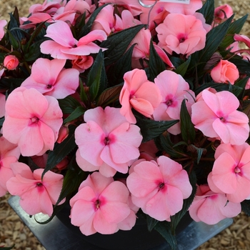 Impatiens, New Guinea Impatiens, New Guinea