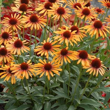 Prairie Pillars™ Coneflower Prairie Pillars™ Coneflower