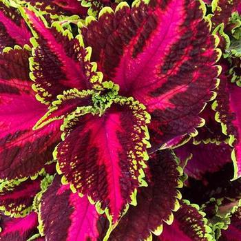 Coleus Coleus
