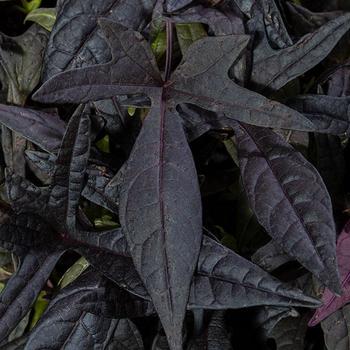 Sweet Georgia&reg; Deep Purple