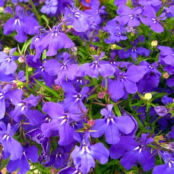 Lobelia Lobelia