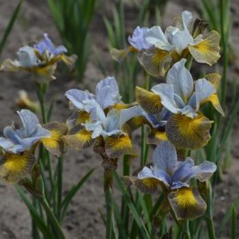 Siberian Iris