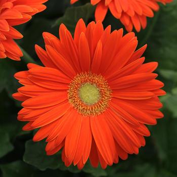 African Daisy