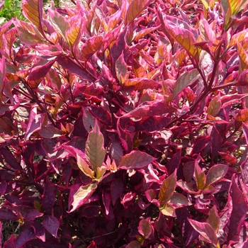 Brazilian Red Hots