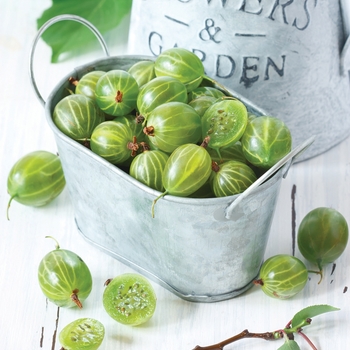 Gooseberry