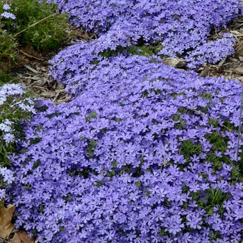 Creeping Phlox