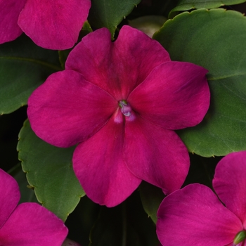 Impatiens Impatiens
