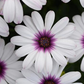 Osteospermum Osteospermum